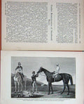 Original Old Antique Print Baily'S 1890 Sport Horse Lord Bentinck Miss Ellis