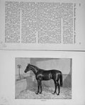 Original Old Antique Print Baily'S Magazine Sport 1890 Beautiful Horse Ormonde