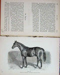Original Old Antique Print Horse Sport Sir Bevys Derby Hume Webster Owner 1890