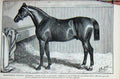 Original Old Antique Print Baily'S 1890 Horse Thoroughbred Stallion Suleiman