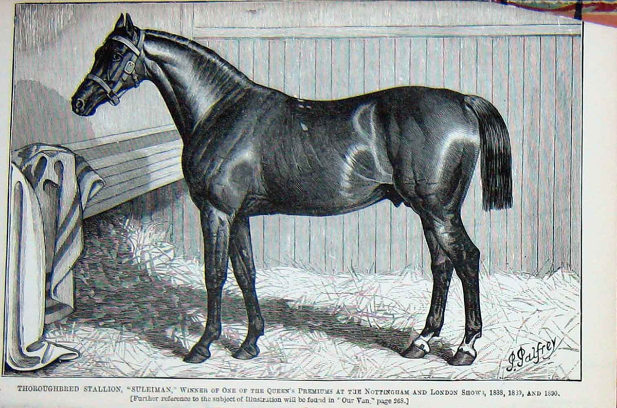 Original Old Antique Print Baily'S 1890 Horse Thoroughbred Stallion Suleiman