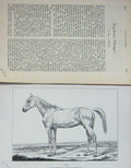 Old Antique Print 1891 Ali Napoleon Battle Charger Horse Baily'S Magazine 19th