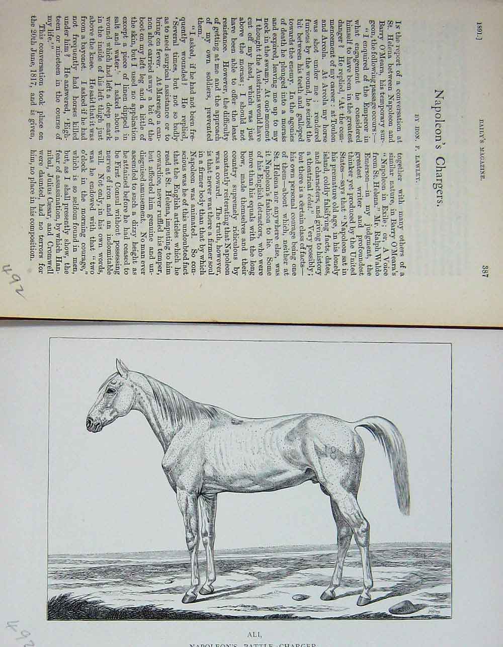 Old Antique Print 1891 Ali Napoleon Battle Charger Horse Baily'S Magazine 19th