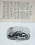 Old Antique Print 1891 Beech Marten Fox Hunting Country Baily'S Magazine 19th