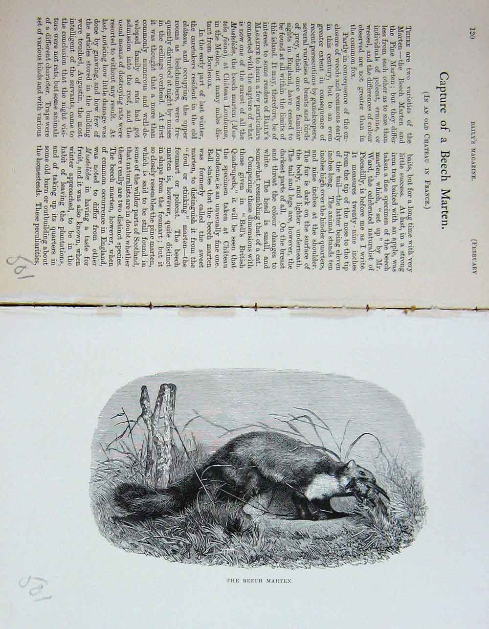 Old Antique Print 1891 Beech Marten Fox Hunting Country Baily'S Magazine 19th