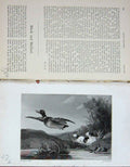 Old Antique Print 1891 Mallard Duck Hunting Hounds Country Sports Baily'S 19th