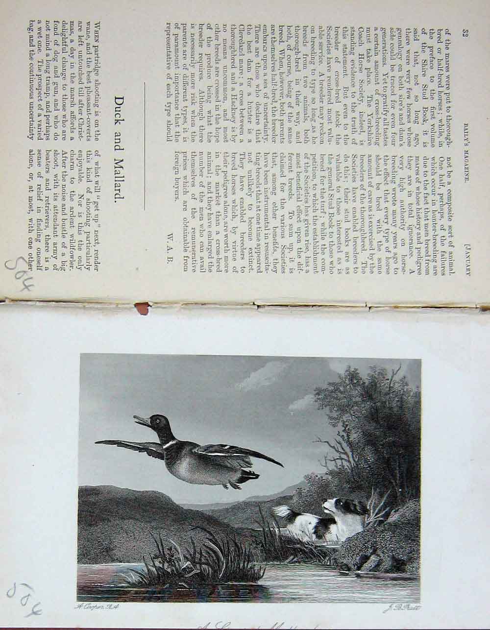Old Antique Print 1891 Mallard Duck Hunting Hounds Country Sports Baily'S 19th