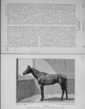 Old Antique Print 1891 Horse Racing Sport Common Derby St Leger Guineas 19th