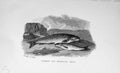 Original Old Antique Print 1891 Common Brandling Trout Fish Nature Victorian