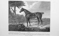 Original Old Antique Print 1891 Horse Flora Hunting Mare Lord Darlington Sport