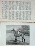 Original Old Antique Print Baily'S Magazine 1892 Steeplechasing Horse Roman Oak