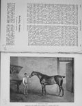 Old Antique Print Breeding Hunter Sire Horse 1892 Baily'S Magazine Sport 19th