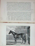 Old Antique Print Horse Sport Plaisanterie Sledmere 1892 Baily'S Magazine 19th