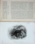 Original Old Antique Print Polecat Hunting Sport Baily'S Magazine Animals 1892