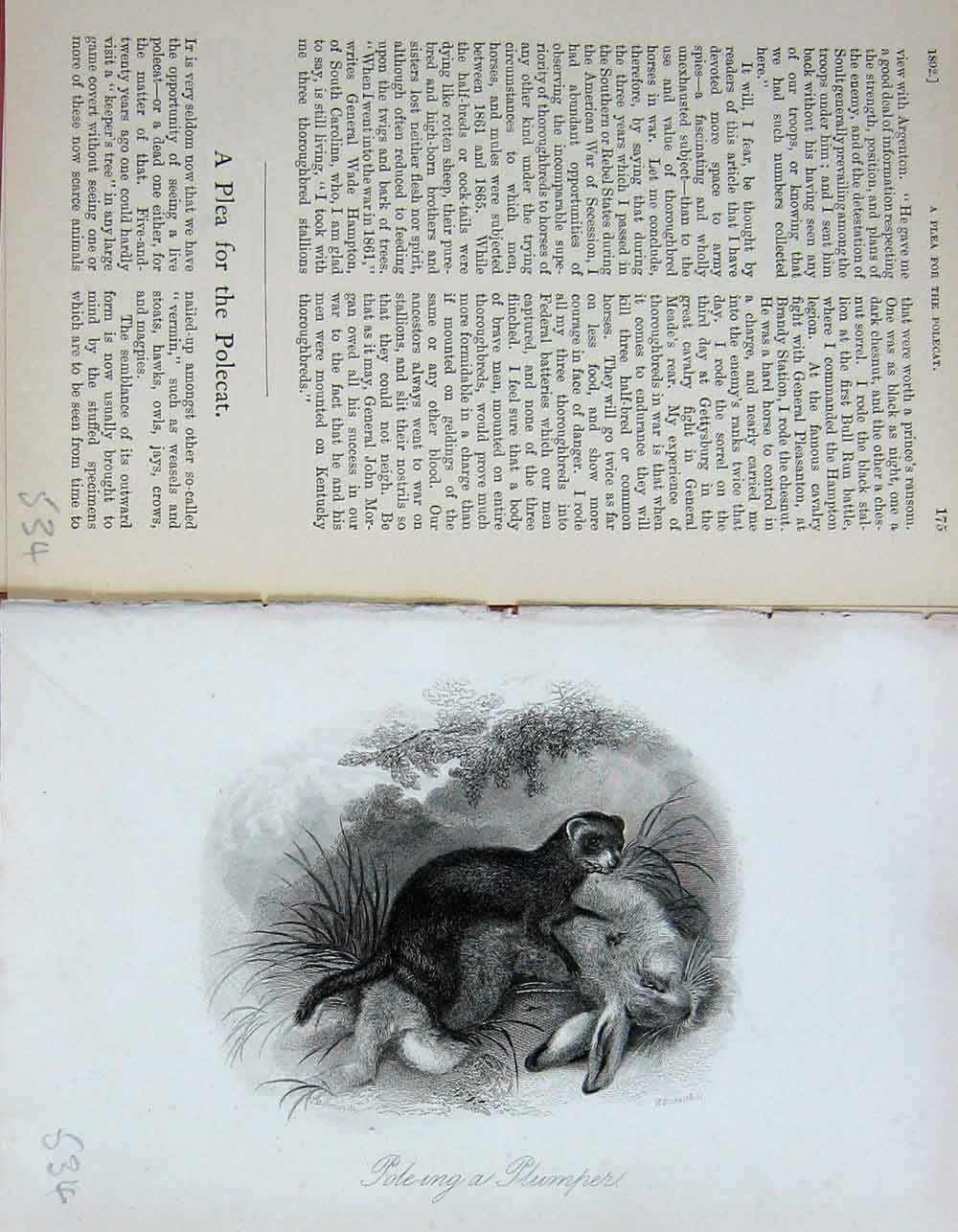 Original Old Antique Print Polecat Hunting Sport Baily'S Magazine Animals 1892