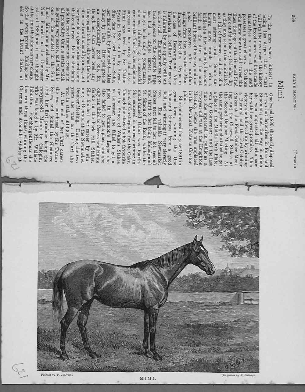 Original Old Antique Print Portrait 1895 Horse Mimi Racing Sport Baily'S 19th