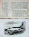 Original Old Antique Print Portrait 1895 Fish Salmon Baily'S Magazine Victorian