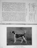 Original Old Antique Print Portrait 1895 Hound Dog Craven Vagabond Sport 19th