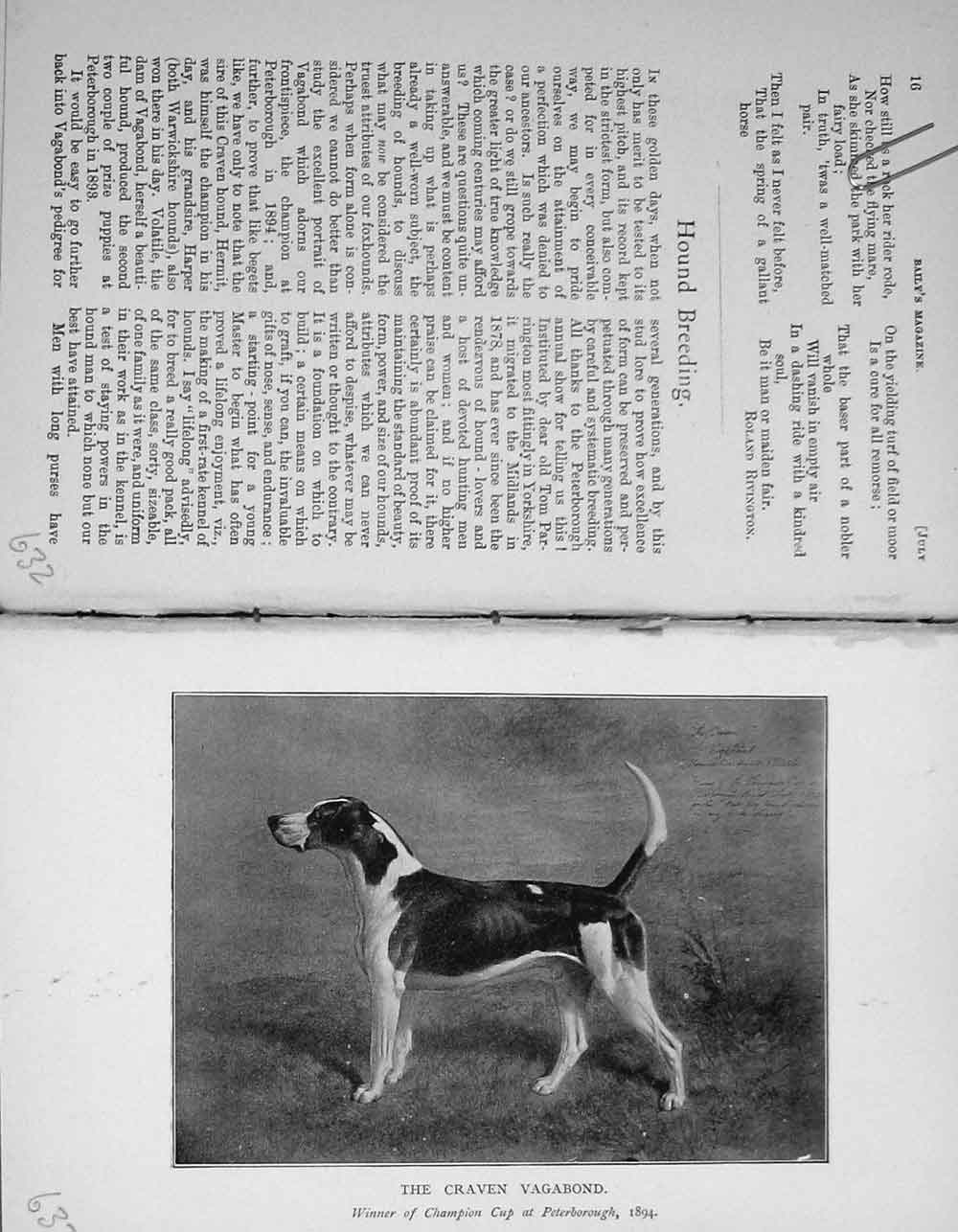 Original Old Antique Print Portrait 1895 Hound Dog Craven Vagabond Sport 19th