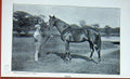 Original Old Antique Print Photograph 1895 Horse Orme Man Sport Baily'S 19th