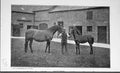 Original Old Antique Print Photograph 1895 Shotover Horse Foal Sport Victorian
