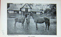 Original Old Antique Print Photograph Lily Agnes Horse Foal Sport 1895 19th