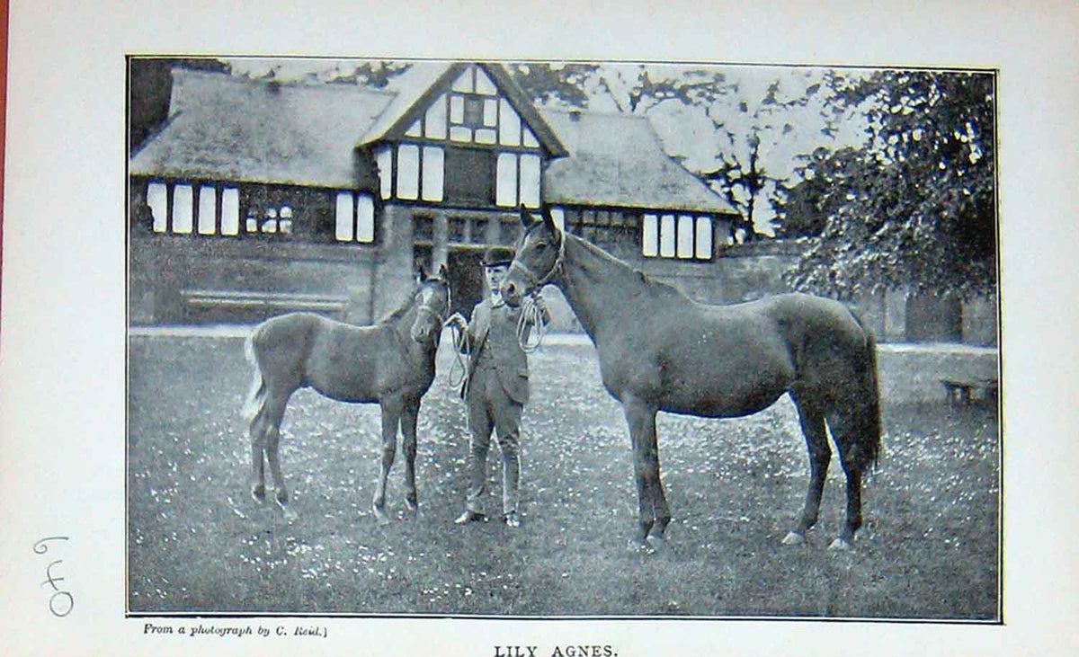 Original Old Antique Print Photograph Lily Agnes Horse Foal Sport 1895 19th