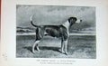 Original Old Antique Print Portrait 1895 Oakley Dandy Stallion Foxhound 19th