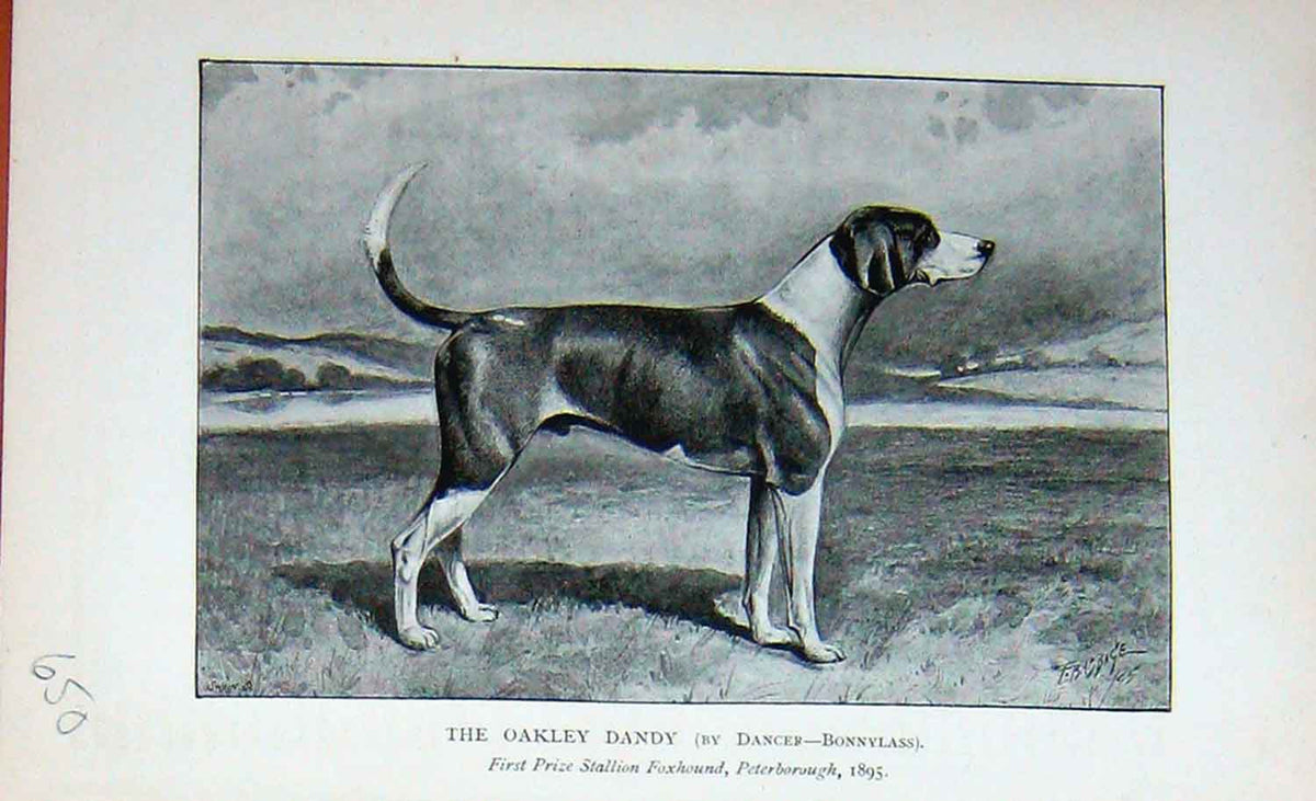 Original Old Antique Print Portrait 1895 Oakley Dandy Stallion Foxhound 19th