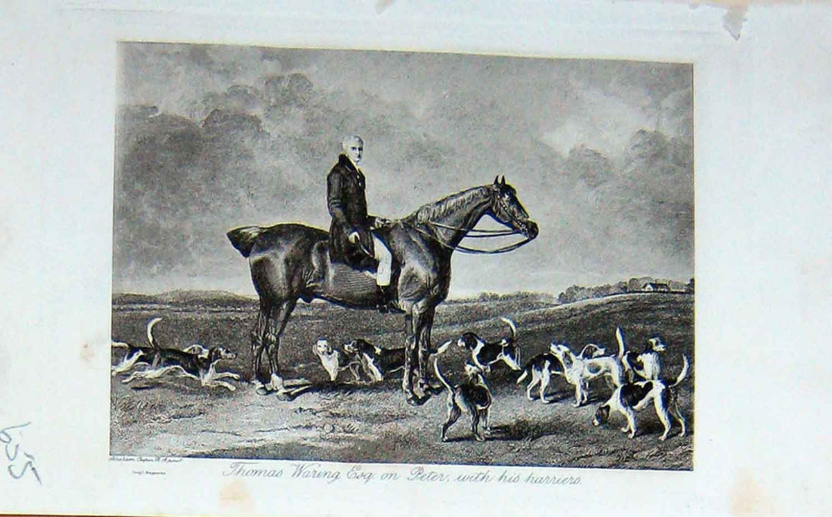 Original Old Antique Print Thomas Waring Horse Peter Harriers Hunting Dogs 1895