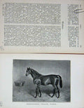 Original Old Antique Print Portrait 1895 Thorughbred Stallion Wisdom Horse 19th