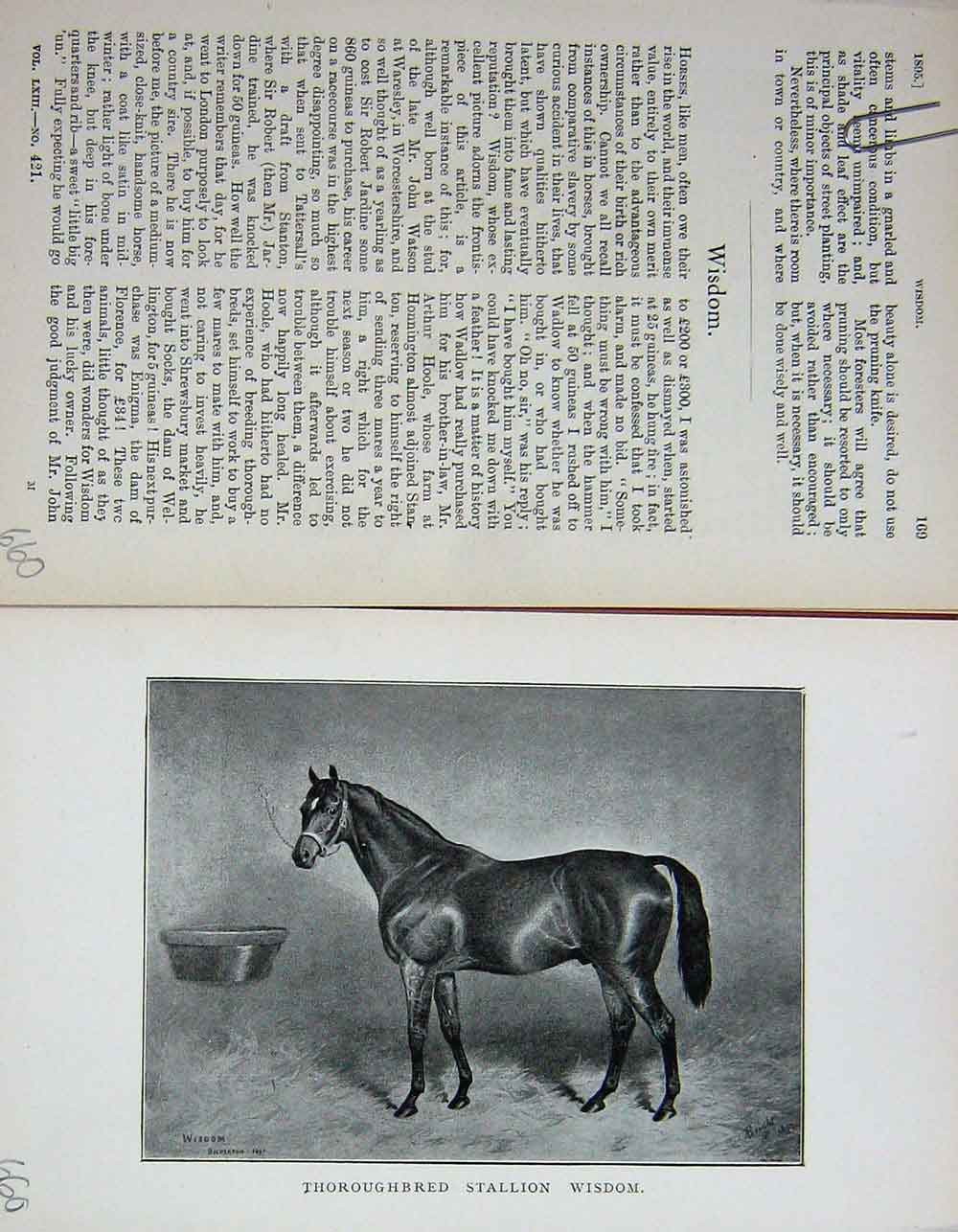 Original Old Antique Print Portrait 1895 Thorughbred Stallion Wisdom Horse 19th