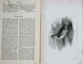 Original Old Antique Print Portrait 1895 Pied Woodcock Bird Nature Victorian