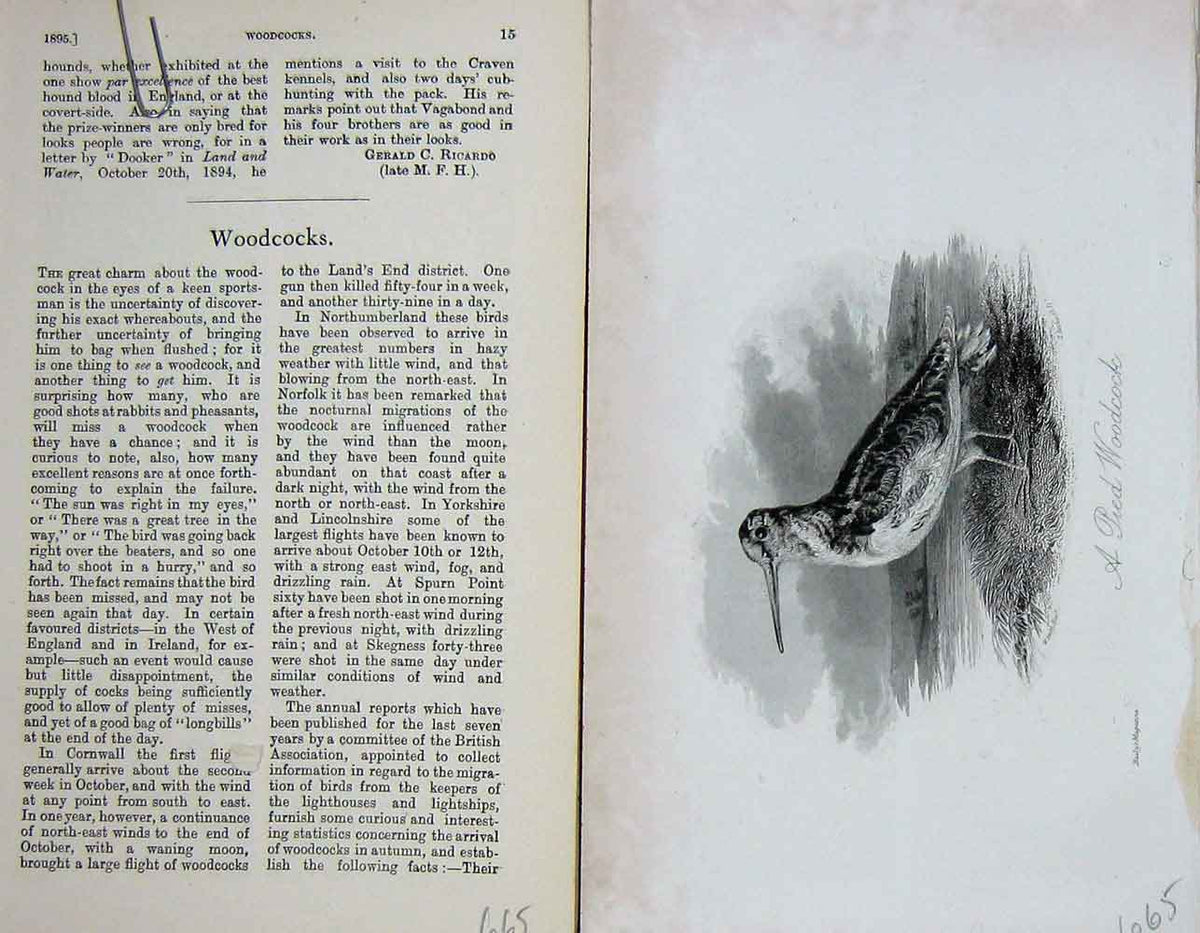 Original Old Antique Print Portrait 1895 Pied Woodcock Bird Nature Victorian