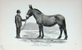 Original Old Antique Print Portrait 1895 English Mule Cart Mare Andalusian 19th