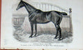 Original Old Antique Print Portrait 1895 Hunter Mare Swallow Horse Sport 19th