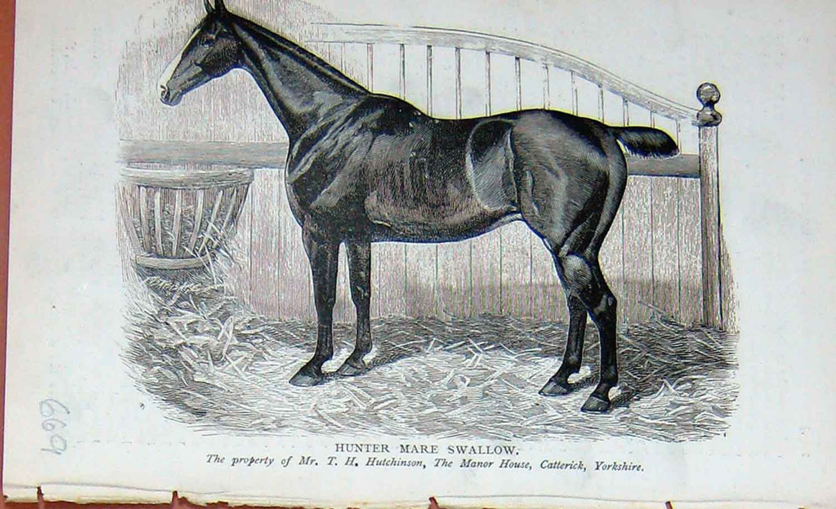 Original Old Antique Print Portrait 1895 Hunter Mare Swallow Horse Sport 19th