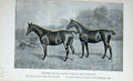 Original Old Antique Print 1895 Hunter Brood Mares Scarlet Dorothy Horses 19th