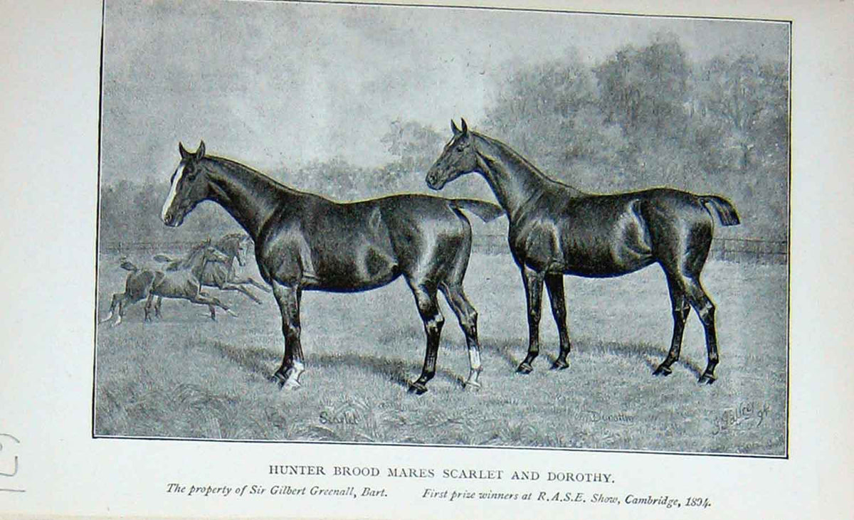 Original Old Antique Print 1895 Hunter Brood Mares Scarlet Dorothy Horses 19th