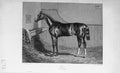 Original Old Antique Print Portrait 1895 Horse Elis Sport Baily'S Magazine 19th