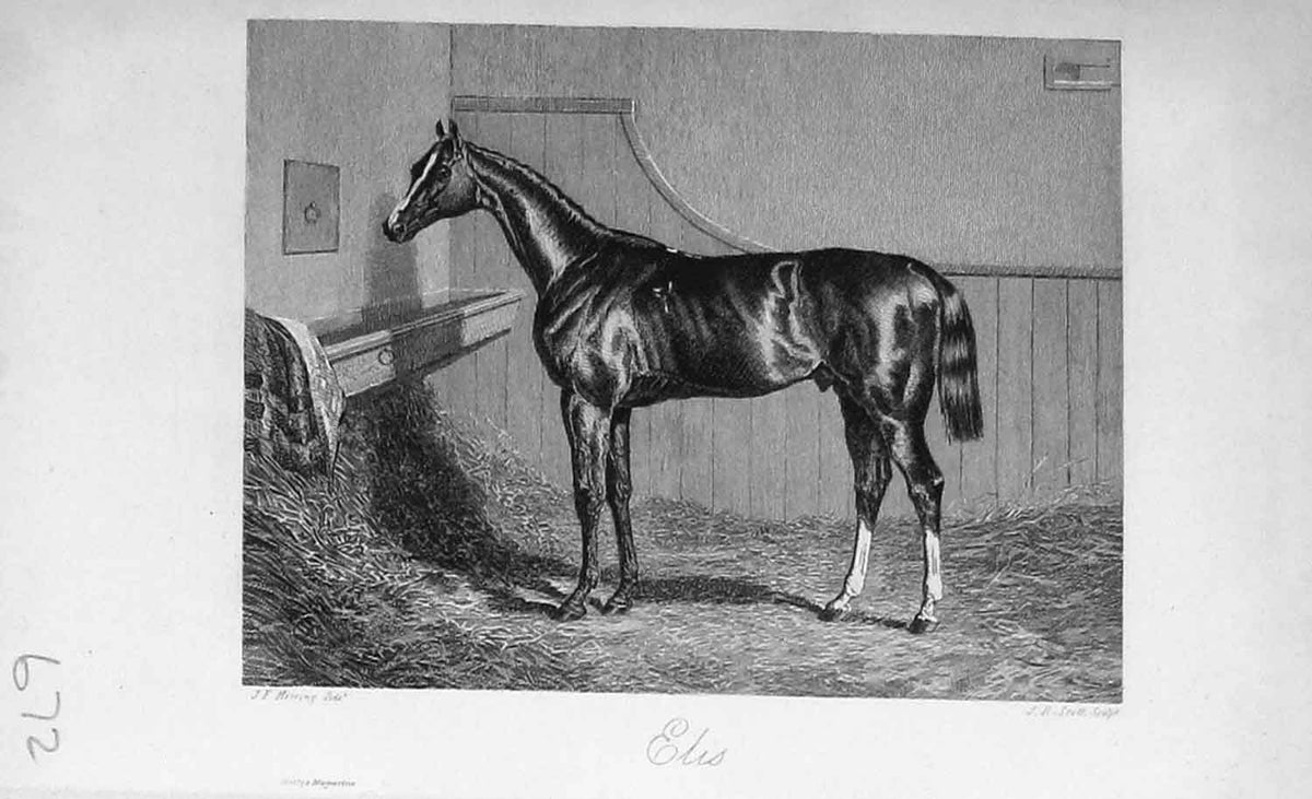 Original Old Antique Print Portrait 1895 Horse Elis Sport Baily'S Magazine 19th