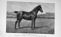 Original Old Antique Print Portrait 1895 Pony Stallion Snorter Trafford 19th