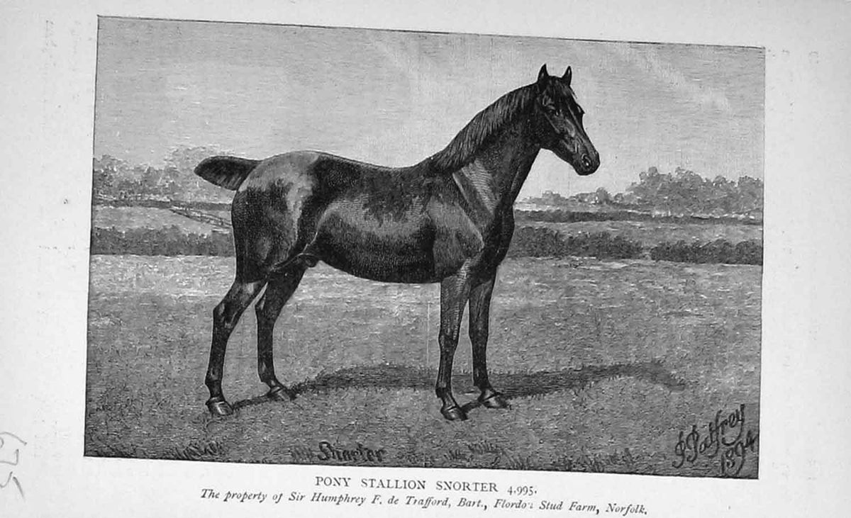 Original Old Antique Print Portrait 1895 Pony Stallion Snorter Trafford 19th