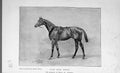 Original Old Antique Print Van Der Berg Horse Crawley Portrait 1895 Victorian