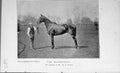 Original Old Antique Print Portrait 1895 Horse Midshipmite Racing Powell 19th