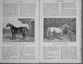 Old Antique Print Polo Ponies 1895 Stallion Rosewater Robert Jolly Arab 19th