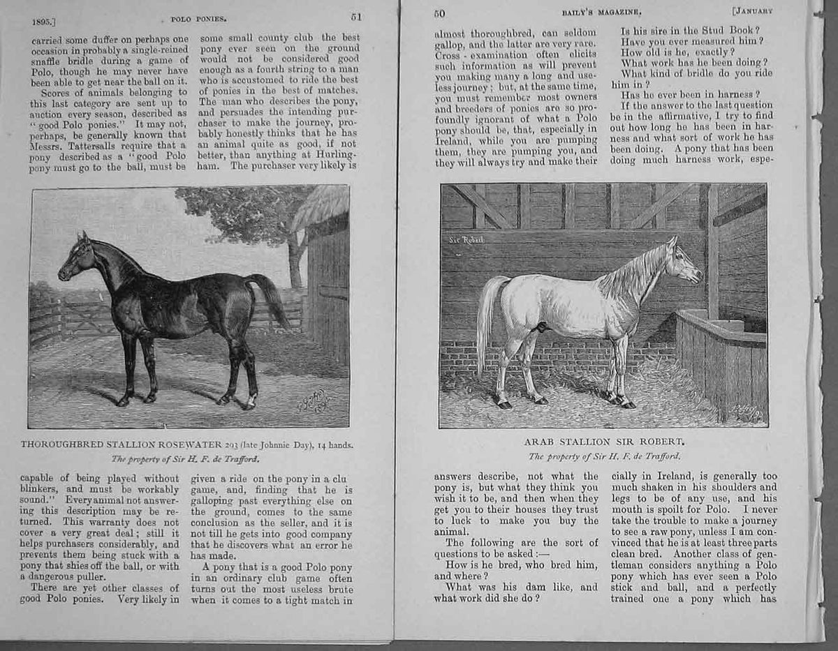 Old Antique Print Polo Ponies 1895 Stallion Rosewater Robert Jolly Arab 19th
