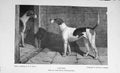 Original Old Antique Print Portrait 1897 Royal Staghounds Dogs Hunting 19th