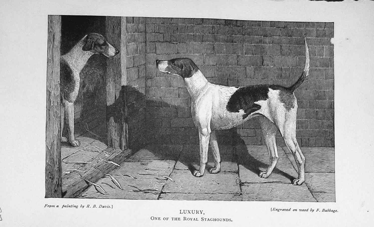 Original Old Antique Print Portrait 1897 Royal Staghounds Dogs Hunting 19th