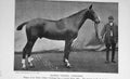 Original Old Antique Print Portrait 1897 Hunter Gelding Horse Gendarme 19th